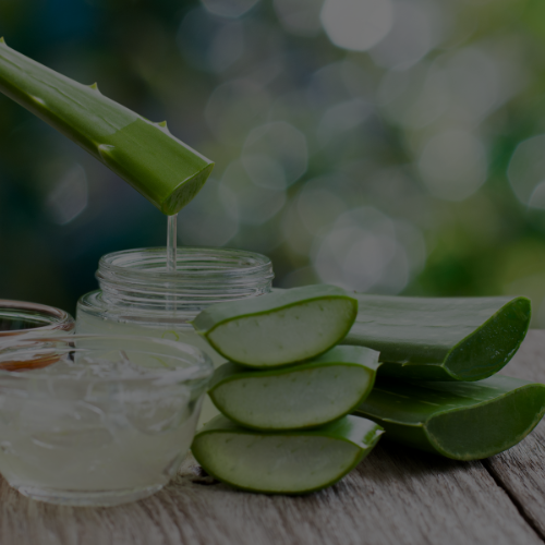 Aloe vera