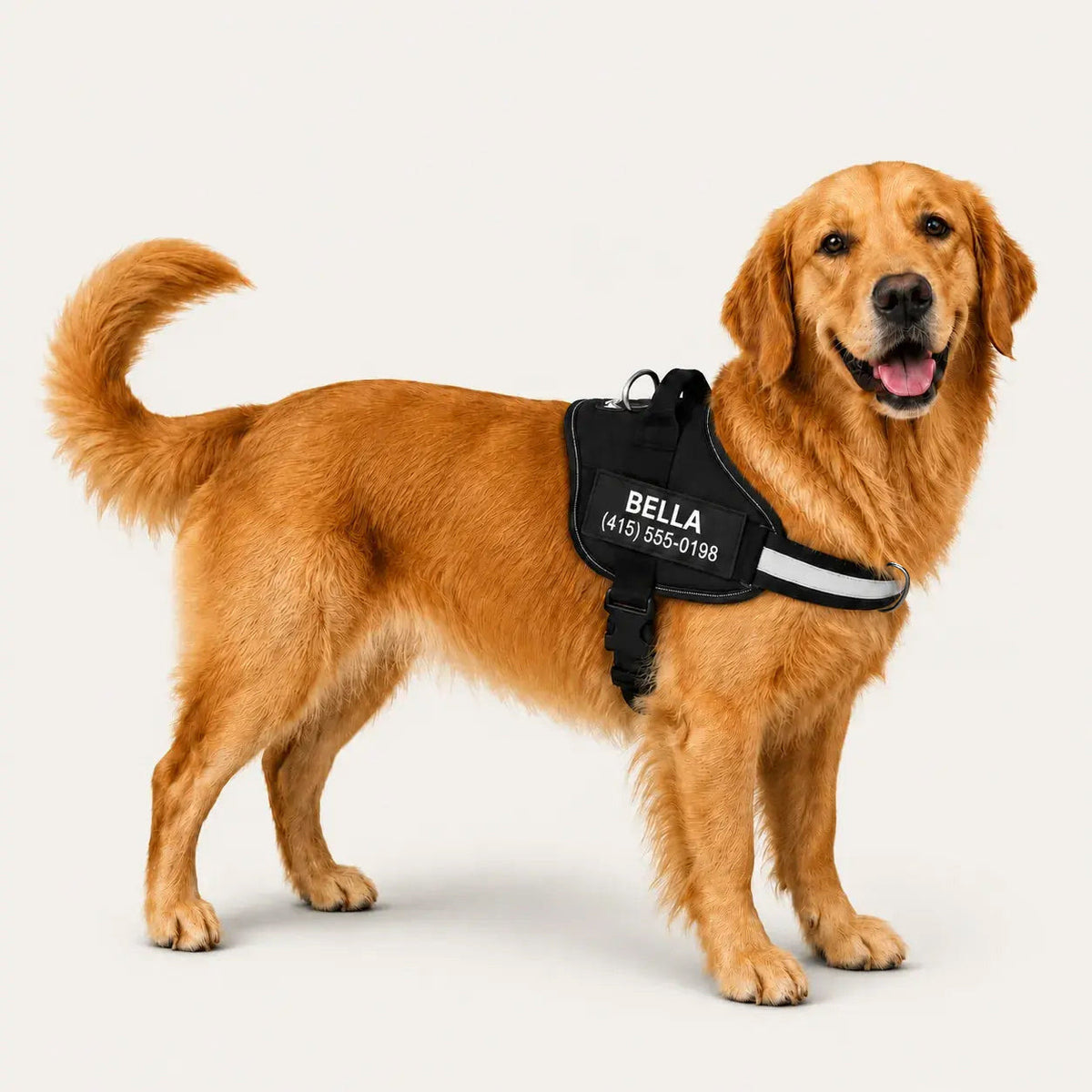 Golden retriever con el arnés Nivora