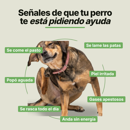 Senales de que tu perro necesita apoyo