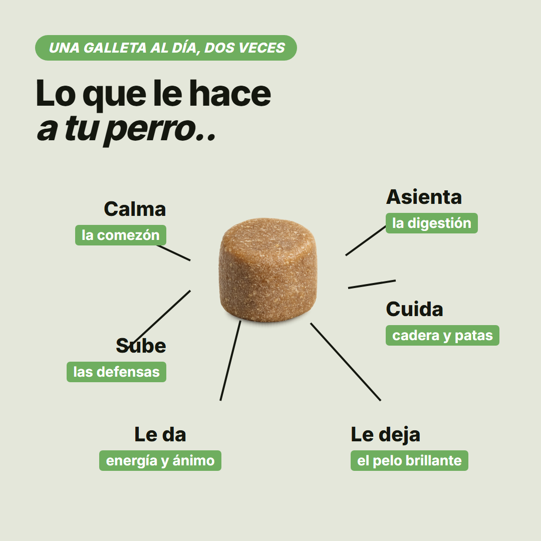 Lo que la galleta le hace a tu perro