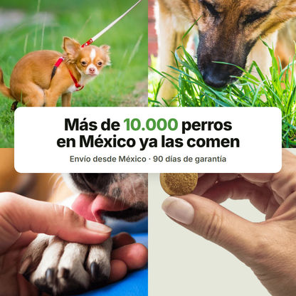 Mas de 10.000 perros en Mexico