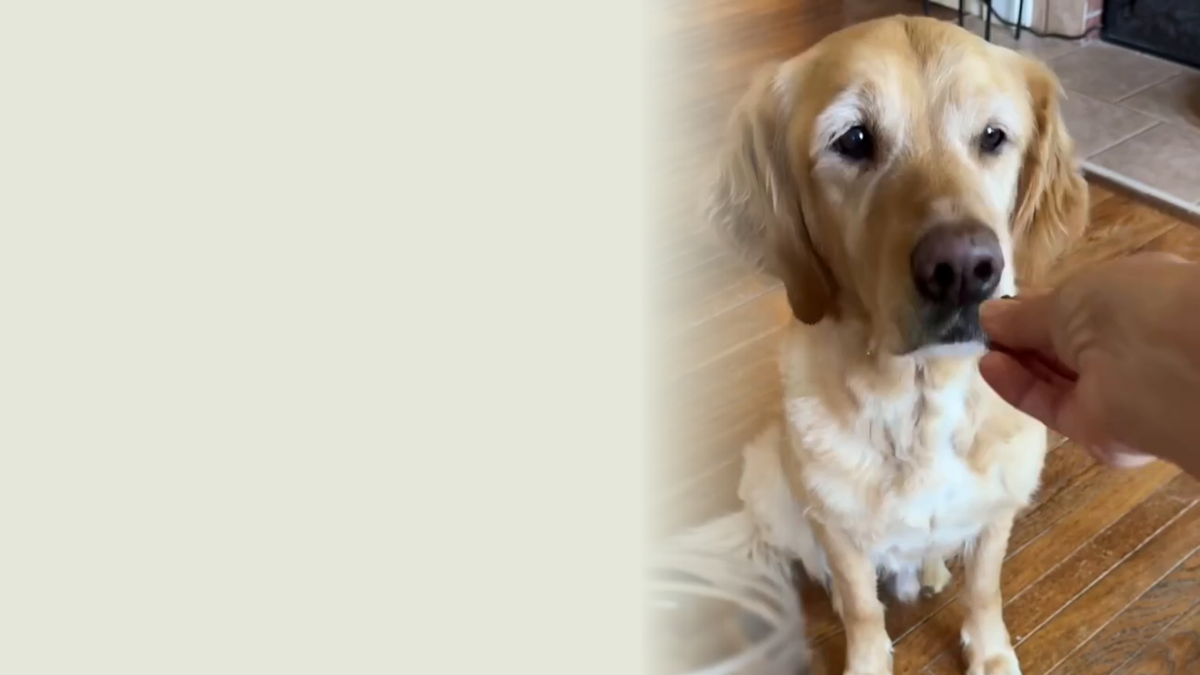 Perro recibiendo su galleta diaria
