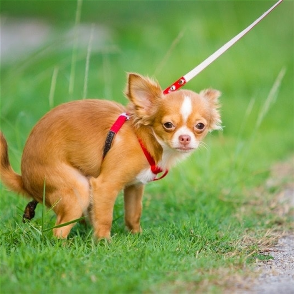 Perro chico en el pasto