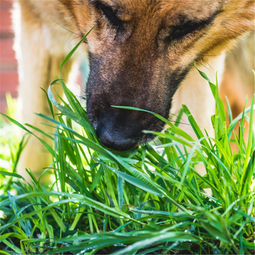 Perro comiendo pasto