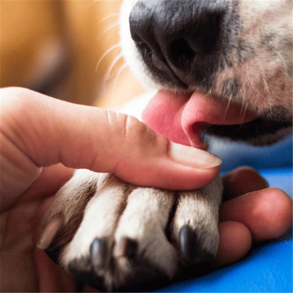 Perro lamiendose la pata