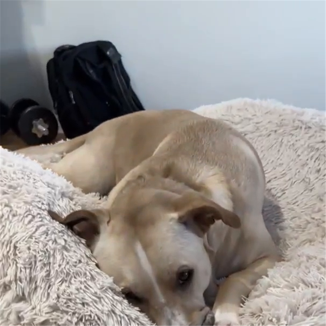 Perro echado y sin animo