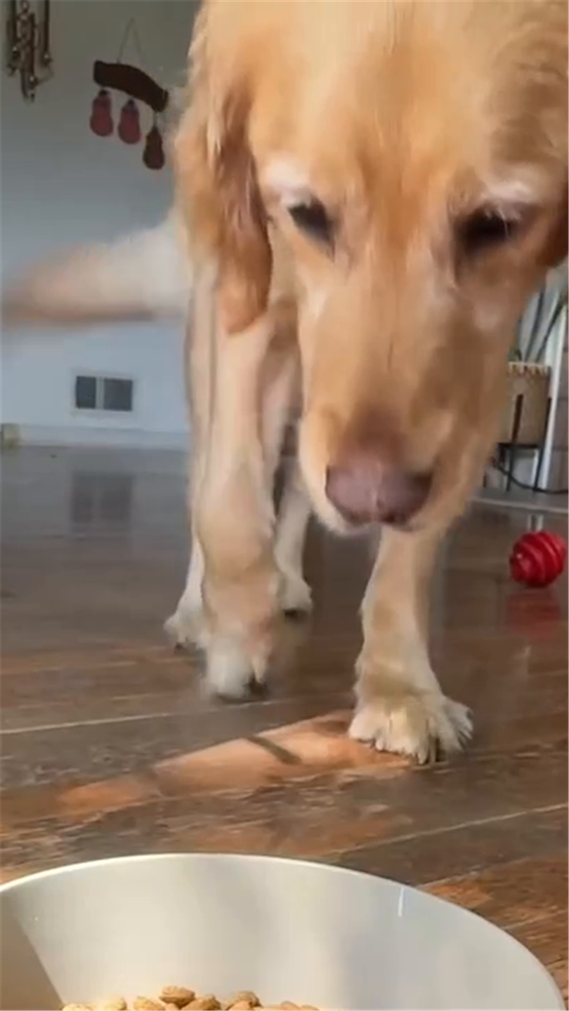 Perro en casa