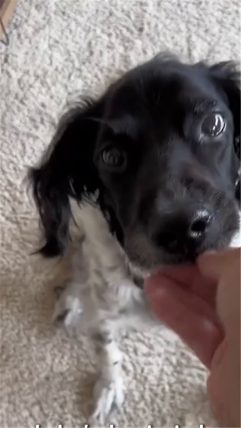 Perro recibiendo su galleta
