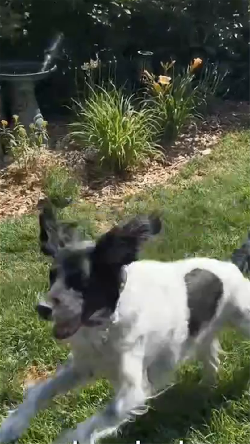 Perro corriendo en el jardin