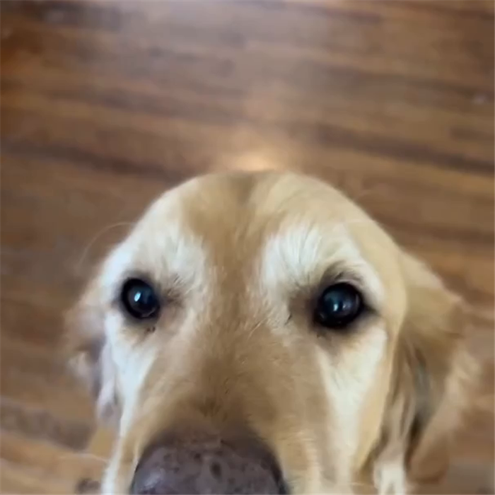Perro de una clienta