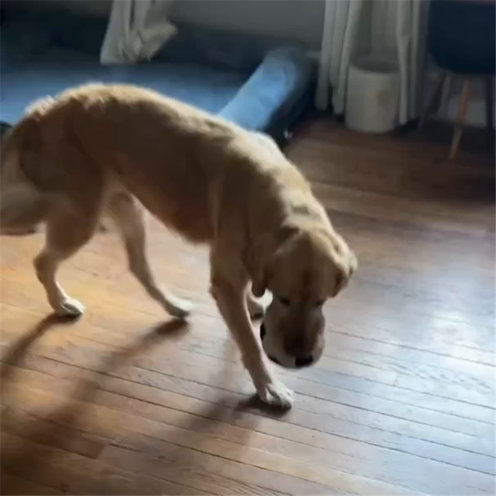 Perro de un cliente