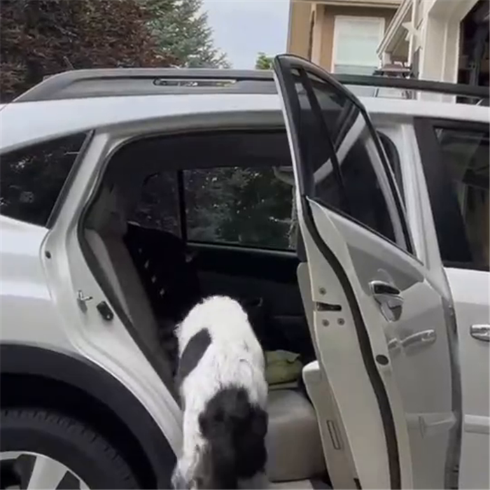 Perro subiendo al coche