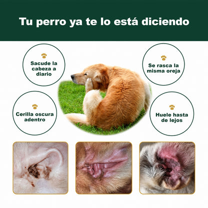 Señales de que tu perro tiene el oído sucio