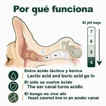Por qué funciona: el pH del oído baja