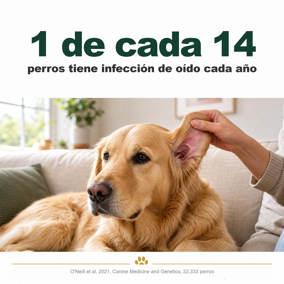 1 de cada 14 perros tiene infección de oído cada año