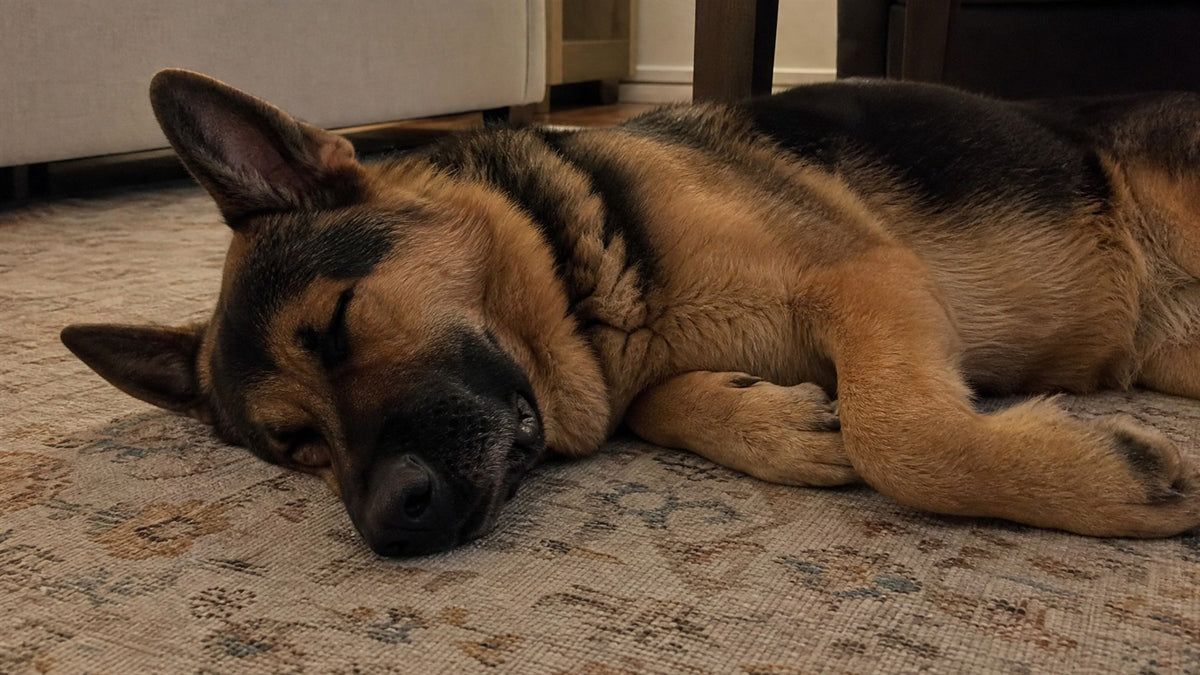 Perro descansando tranquilo en la sala