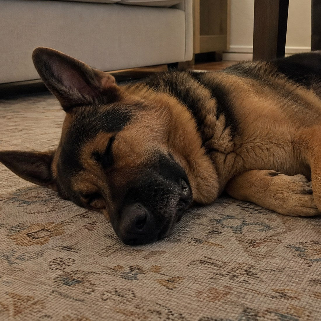 Perro durmiendo tranquilo en la alfombra