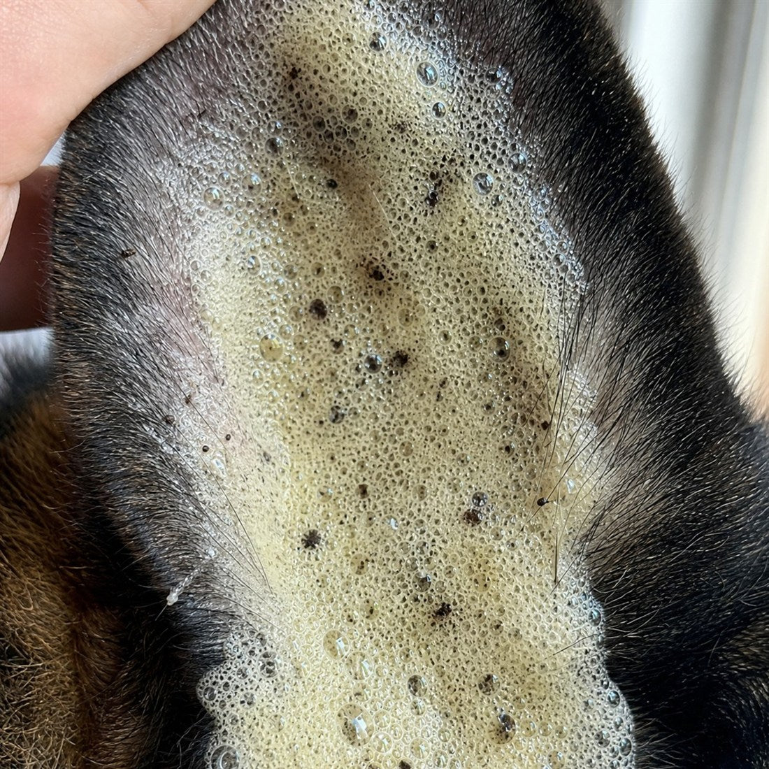 Aplicación del limpiador en la oreja del perro