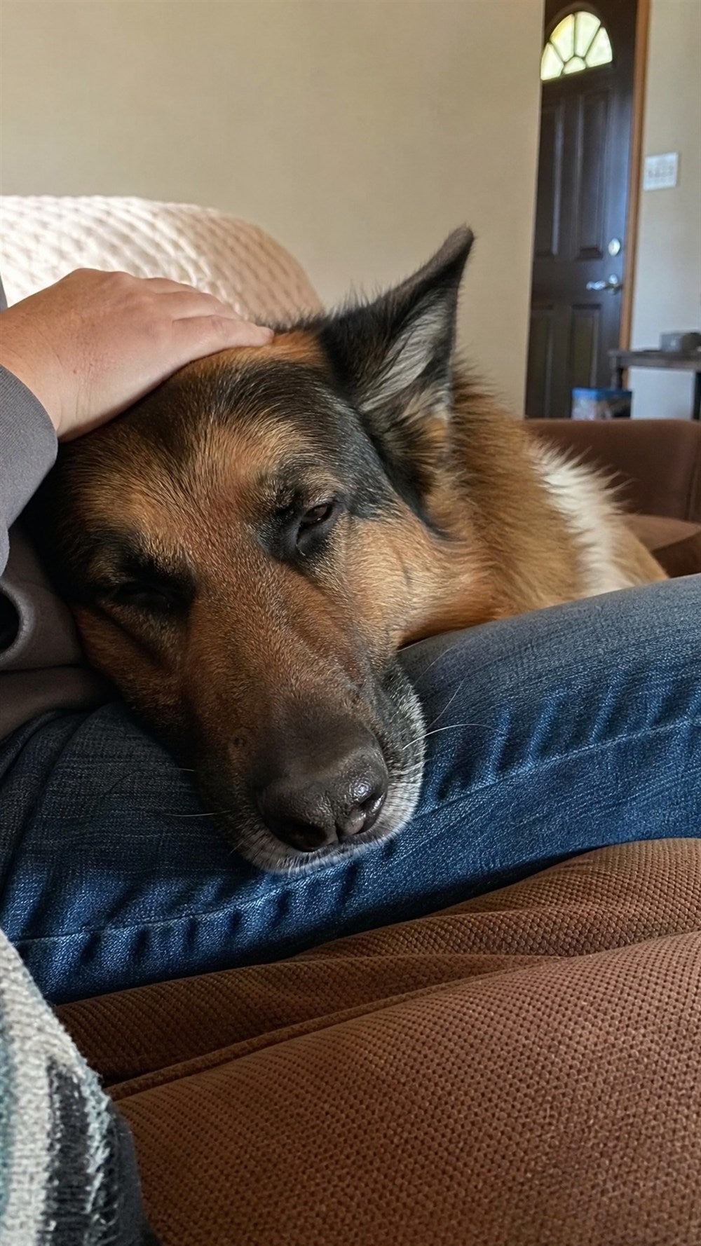 Perro tranquilo acurrucado con su dueña